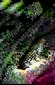 The Horror of Godzilla #1