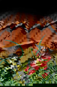 Mighty Morphin Power Rangers: Halloween Special
