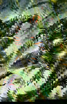 Variant Cover for Darkness, The #1