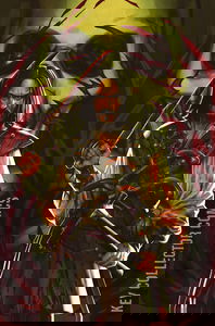Brzrkr: The Bleeding Tide